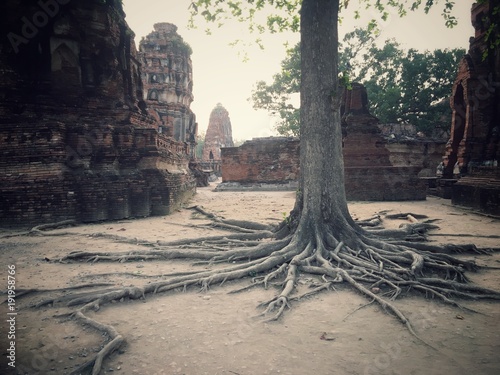 ancient remains of root tree in the historical park