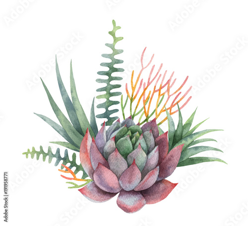 Watercolor vector bouquet of cacti and succulent plants isolated on white background.