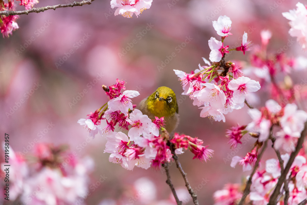 The Japanese White-eye.The background is cherry blossoms(Japanese name Kanzakura). Located in Tokyo Prefecture Japan. The Japanese White-eye.The background is cherry blossoms(Japanese name Kanzakura). Located in Tokyo Prefecture Japan.