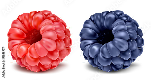 Raspberry and blackberry. Vector illustration.