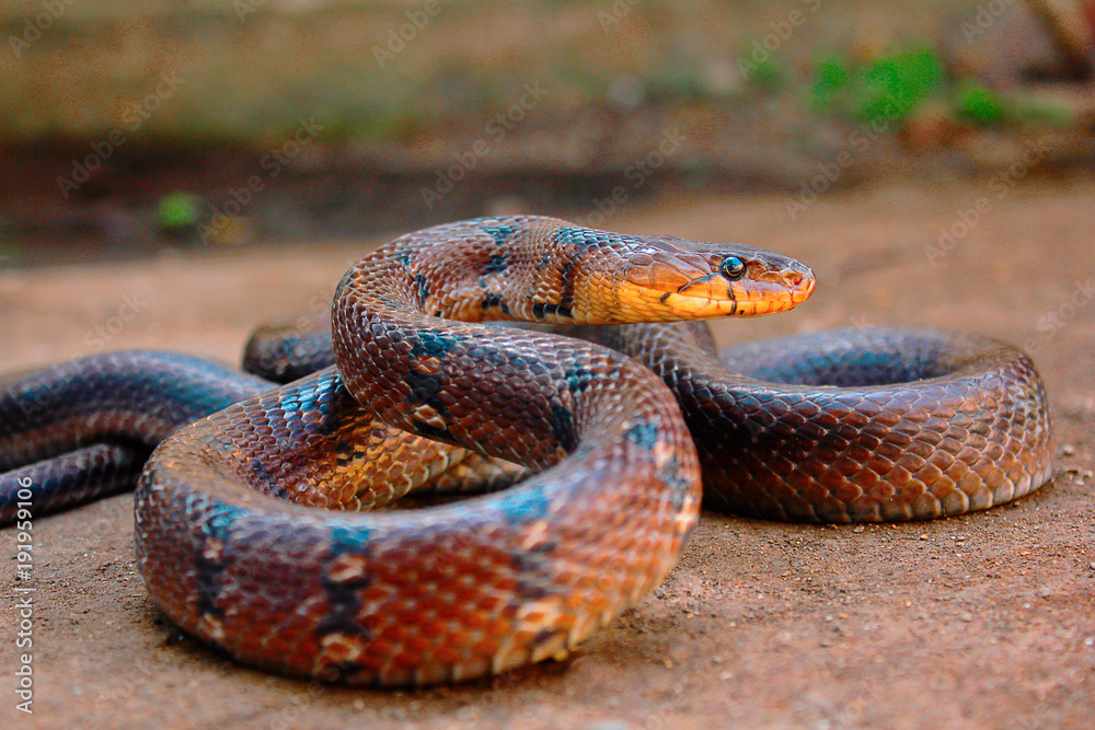 Obraz premium Montanne Trinket, Mulshi, Coelognathus helena monticollaris, Pune District, Maharashtra