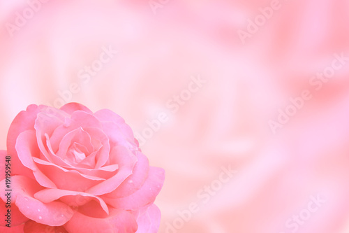Blurred background with rose of pink color