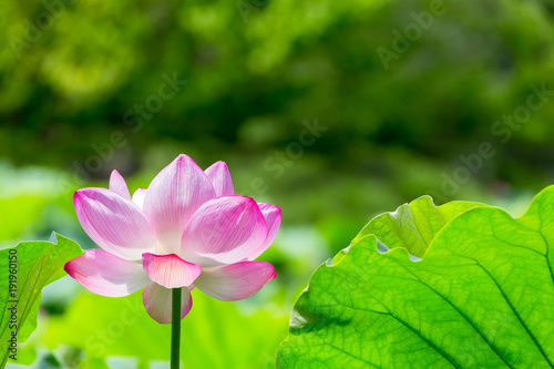 The Lotus Flower.Background is the lotus leaf and tree.Shooting location is Yokohama, Kanagawa Prefecture Japan.