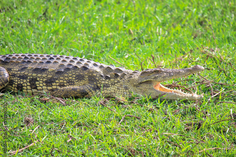 Naklejka premium The crocodiles rest too!