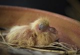 close up yellow hair feather of first day new born pigeon