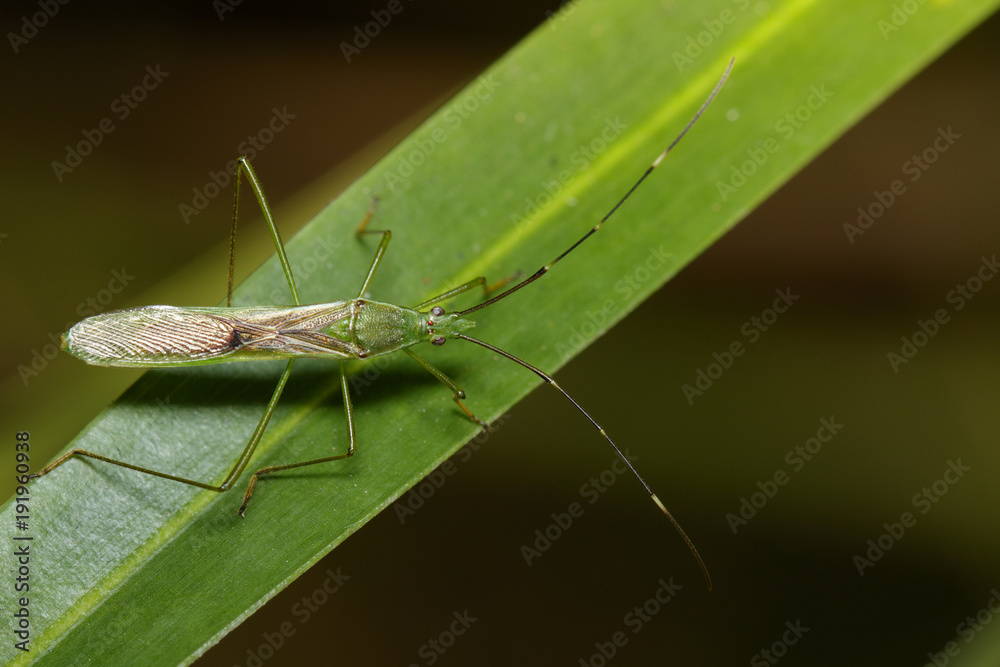 Image of Rice bug (Leptocorisa oratorius) on green leaves. Insect, Animal. Image of Rice bug (Leptocorisa oratorius) on green leaves. Insect, Animal.