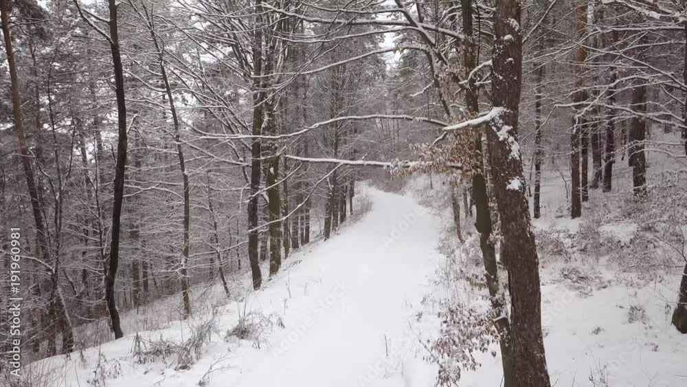 Aerial of snow fall into the forest. Drone moves up