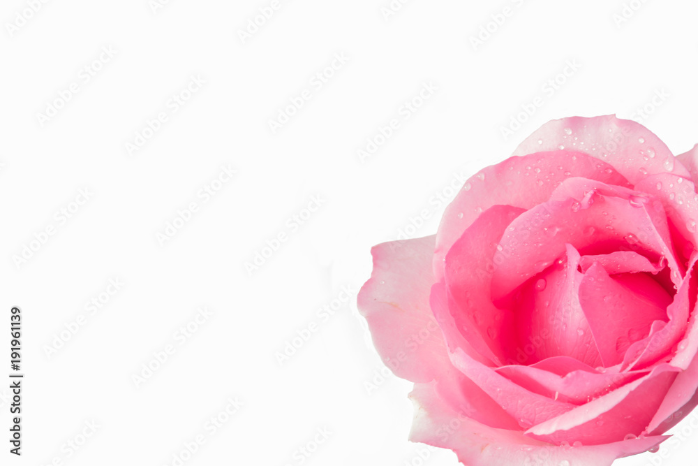 Fototapeta premium pink roses on a white background