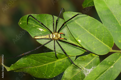 Image of Golden Long-jawed Orb-weaver Spider(Nephila pilipes) on a green leaf. Insect. Animal