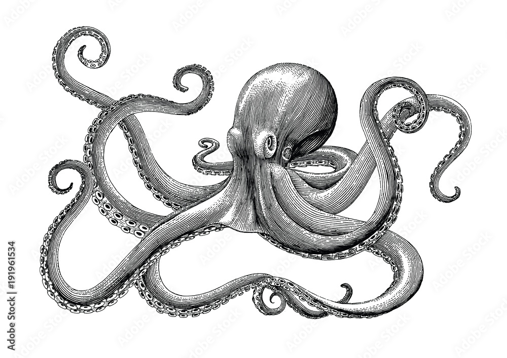 Octopus hand drawing vintage engraving illustration on white backgroud
