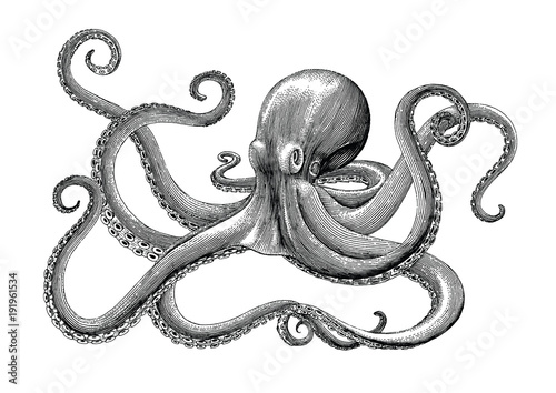 Octopus hand drawing vintage engraving illustration on white backgroud photo