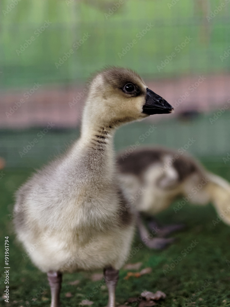 Young cute yellow and black duck in the farm on dark background Young cute yellow and black duck in the farm on dark background
