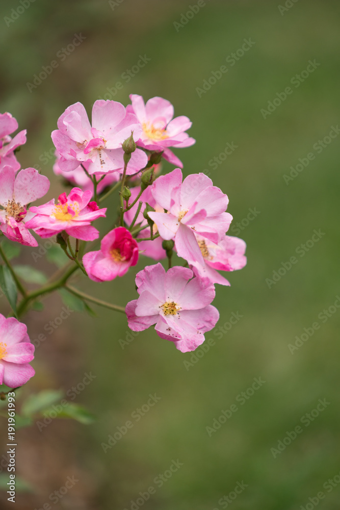 Beautiful pink flowers with soft focus background