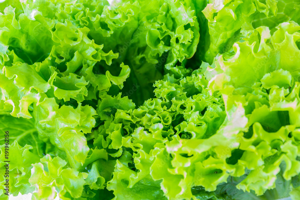 Image of lettuce The raw material for cooking as a background Image of lettuce The raw material for cooking as a background