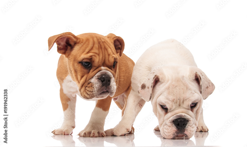 white english bulldog puppy picks up a scent