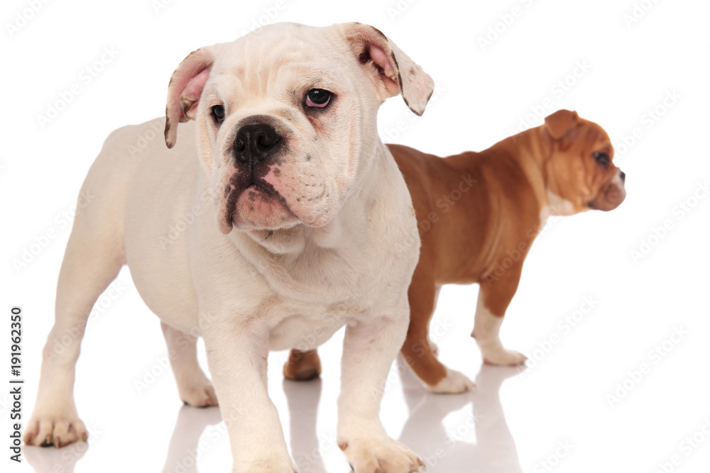 two english bulldog puppies on white background