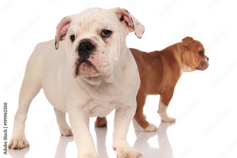 two english bulldog puppies on white background two english bulldog puppies on white background