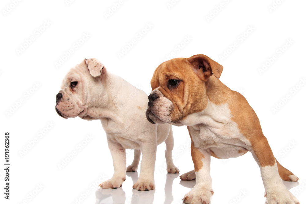 Obraz premium two cute english bulldog puppies look to side