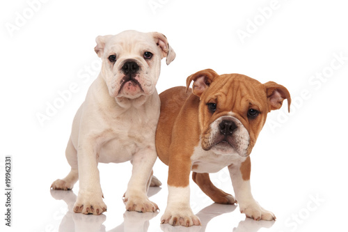 two adorable english bulldog puppies playing together