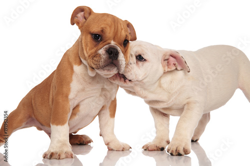 Fototapeta Naklejka Na Ścianę i Meble -  adorable english bulldog puppies having fun and playing together