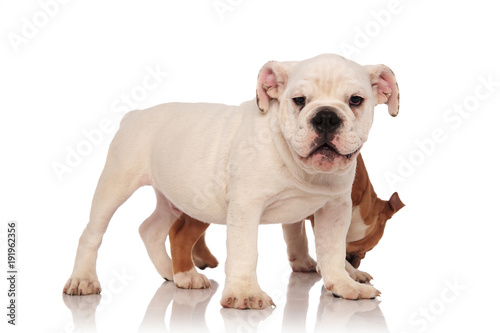 Fototapeta Naklejka Na Ścianę i Meble -  little english bulldog puppy smelling something behind its brother