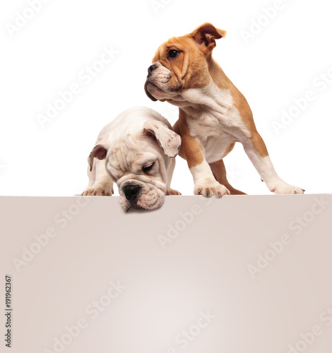 cute little english bulldog puppies standing above a blank board