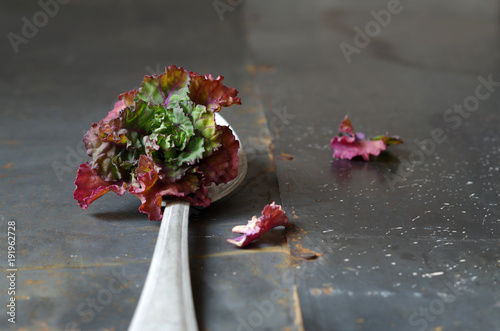 Kohlröschen / Flower Sprouts / Kalettes (roh) photo