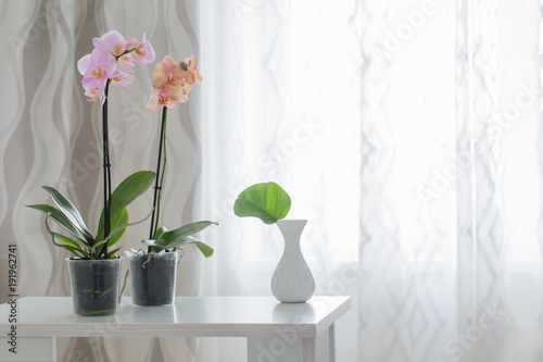 orchid on table on the window background