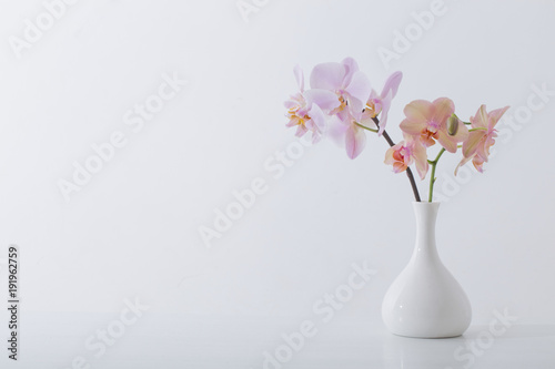 beautiful orchids in white vase on white table