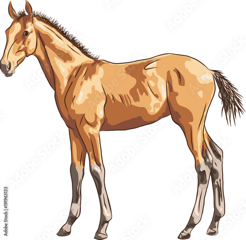 A color sketch of a foal.
