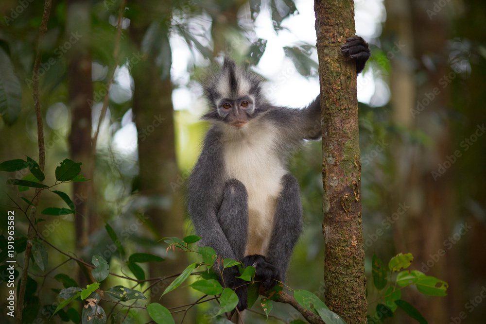 Obraz premium Thomas' Leaf Monkey also known as Sumatran Grizzled Langur is endemic to the island of Sumatra in Indonesia