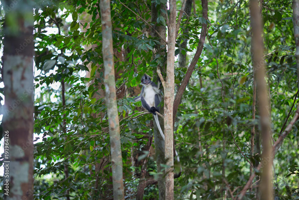 Thomas' Leaf Monkey also known as Sumatran Grizzled Langur is endemic to the island of Sumatra in Indonesia