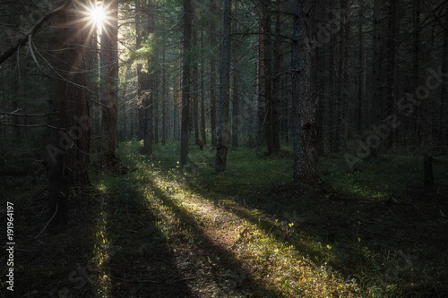 Sunlight illuminates foliage in a dark scary forest