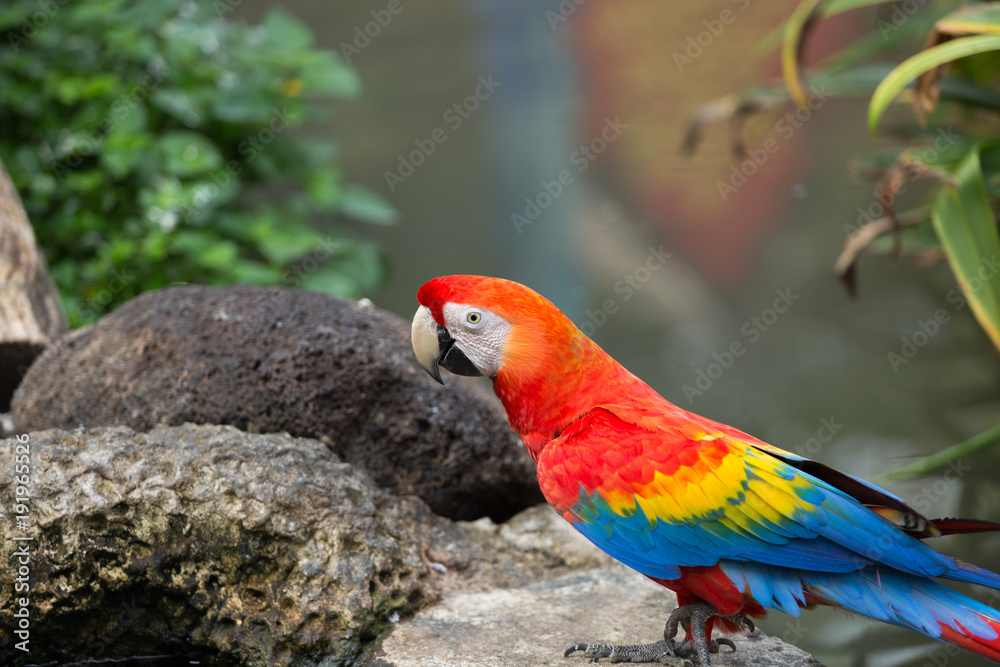 Portrait of colorful scarlet macaw parrot stand on timber in the zoo.