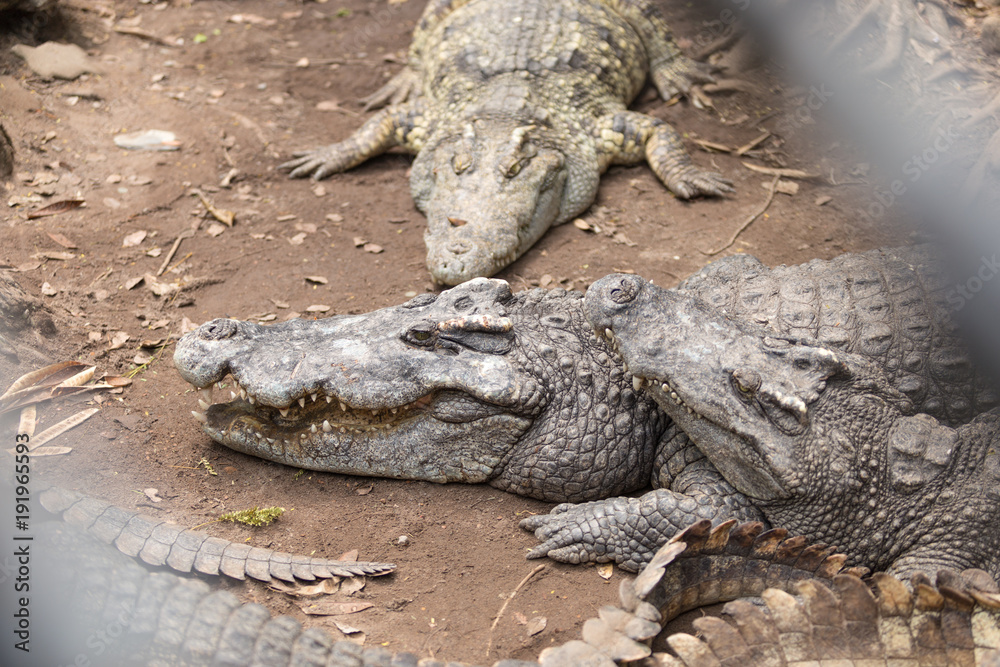 Portrait of crocodile or alligator behind the river. Portrait of crocodile or alligator behind the river.
