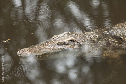Portrait of crocodile or alligator in the river.
