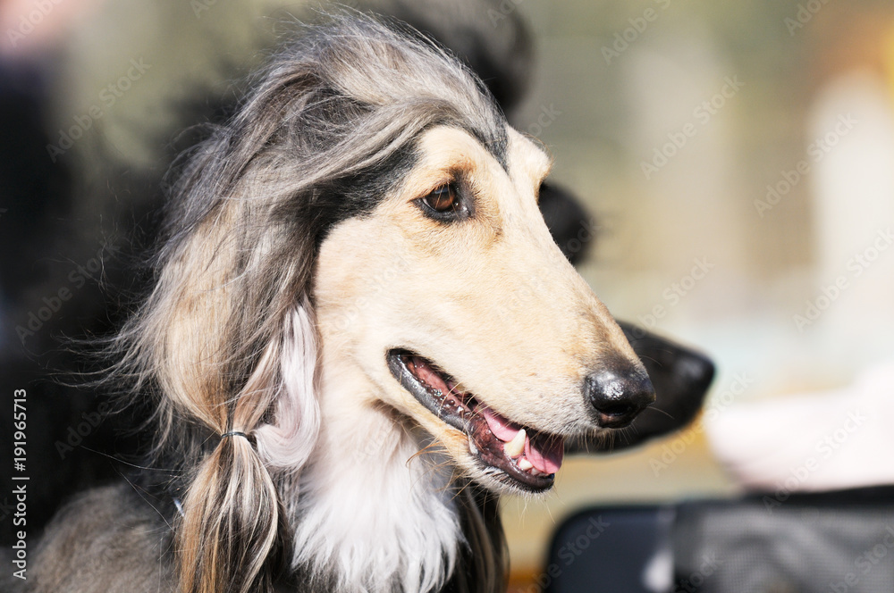 Fototapeta premium Afghan dog portrait