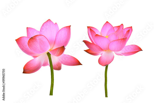 pink lotus petal flower isolated on white background © boonchuay1970