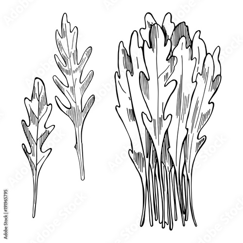Hand drawn Arugula Salad. Rucola leaves. Vector sketch  illustration.