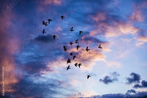 Silhouette of birds flying into the sunset clouds 