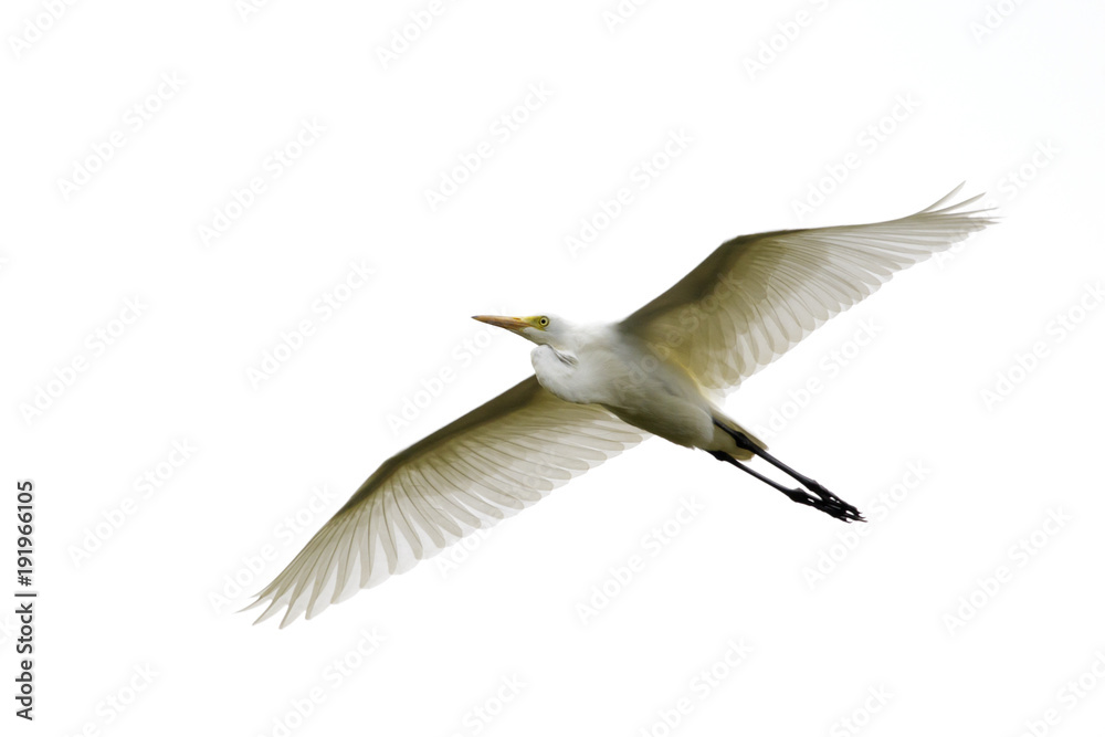 Fototapeta premium Image of Eastern Cattle egret (Bubulcus coromandus) flying on whitel background. Bird, Wild Animals.