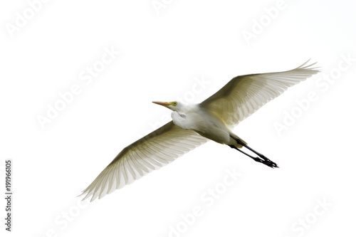 Image of Eastern Cattle egret (Bubulcus coromandus) flying on whitel background. Bird, Wild Animals.