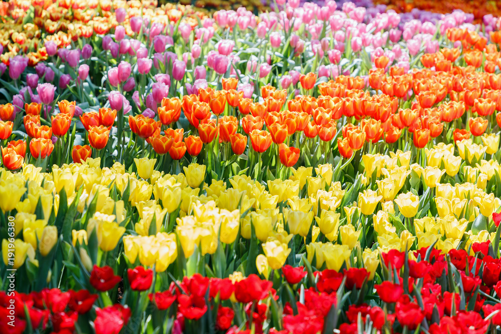 Tulip flower. Beautiful tulips in tulip field with green leaf background at winter or spring day. broken tulip. Tulip flower. Beautiful tulips in tulip field with green leaf background at winter or spring day. broken tulip.