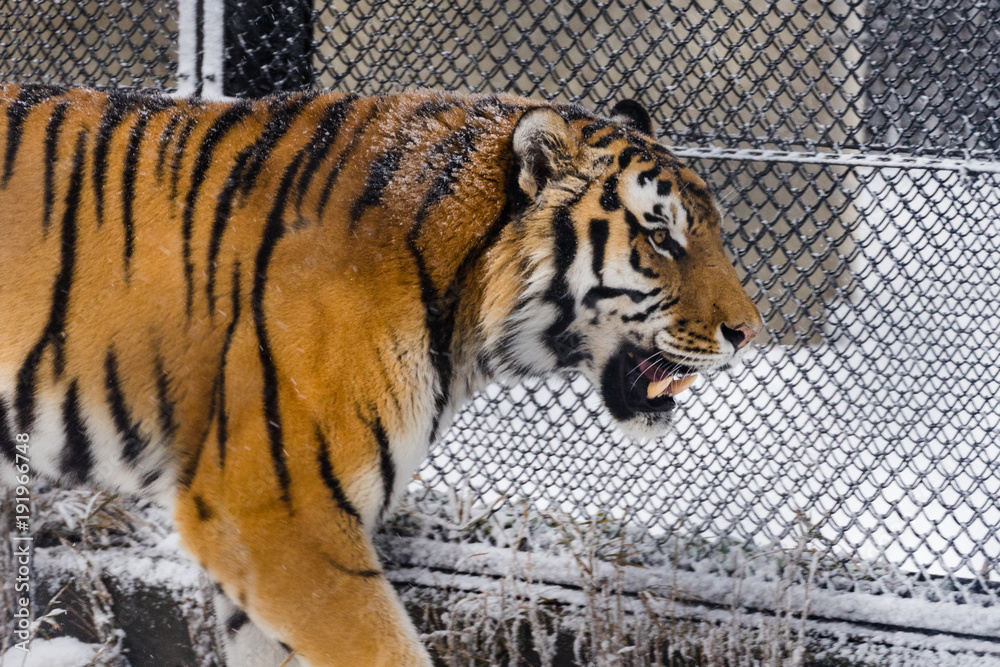 Fototapeta premium Winter Zoo at Akita, Japan