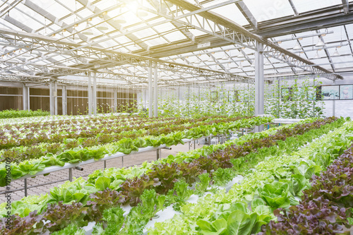 Obraz na plátně Hydroponics greenhouse