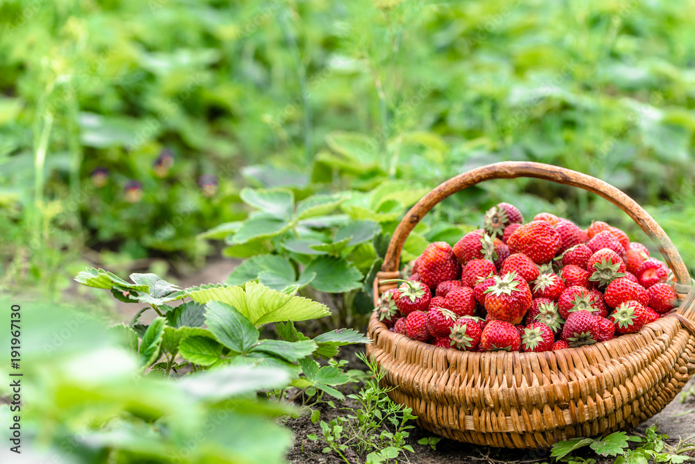 Harvest of strawberry on farm, basket of strawberries, organic farming concept Harvest of strawberry on farm, basket of strawberries, organic farming concept