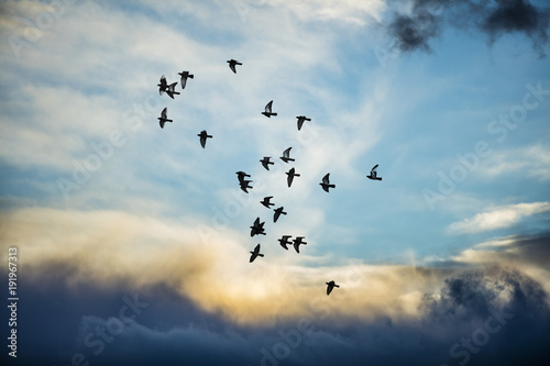 Photography birds flying into the sunset clouds