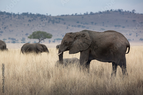 Elefantenkuh © EinBlick
