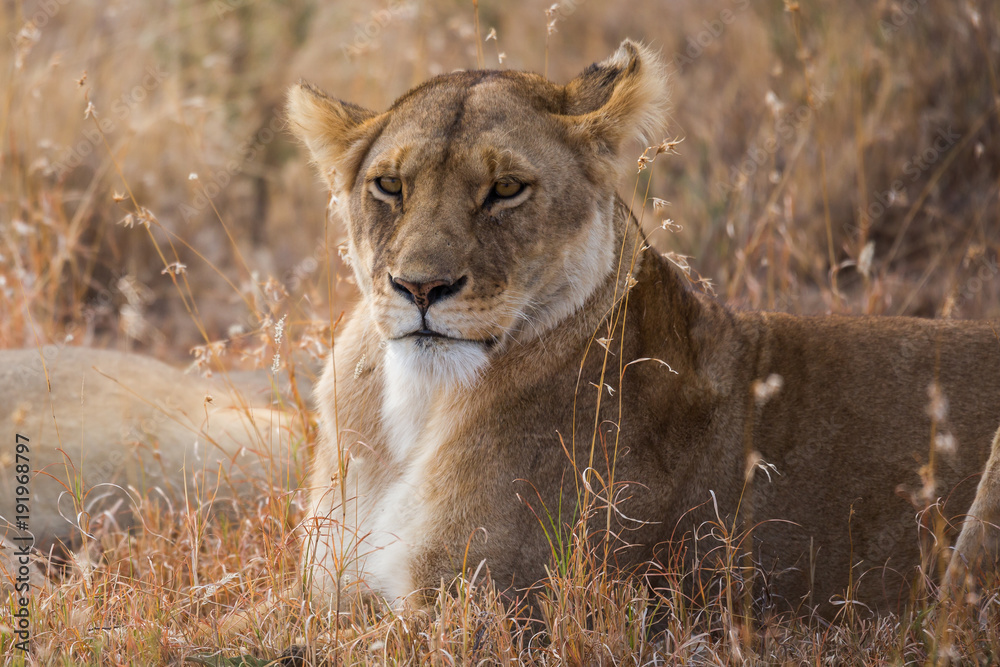 Fototapeta premium Löwin beim Ausruhen (Panthera leo)