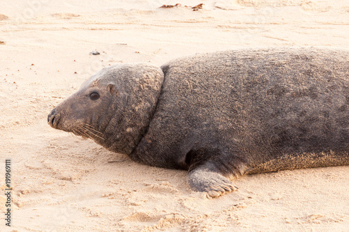 Large wild seal close up on beach